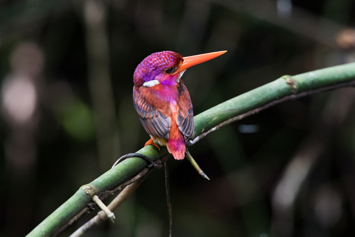 Meet the dwarf kingfisher!