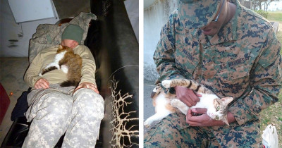 Random Cats Are Blessed To Spend Quality Time With On Duty Soldiers