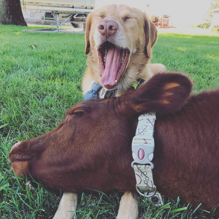 25. It's not always cats and dogs!