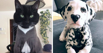 These Animals Have Been Blessed With The Most Unique Fur Markings