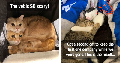 Pictures Of Cats Being Best Friends That Will Make You Want More Cats