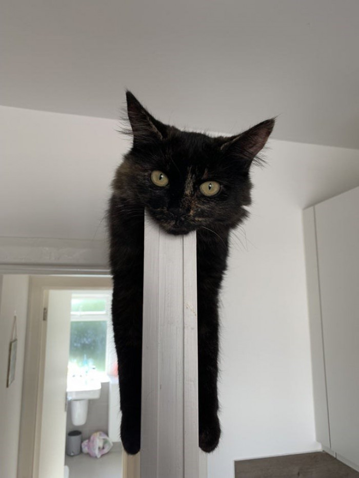 20. He's so relaxed on top of the door