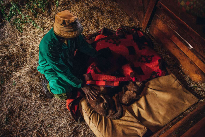 The orphaned animals, just like human babies, cry at all hours of the night looking for their mothers. Thankfully, the team of caretakers from the Sheldrick Wildlife Trust is there for them.