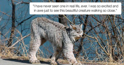 Majestic Wild Animal Left Spectators In Awe With Her Casual Stroll Down The Street