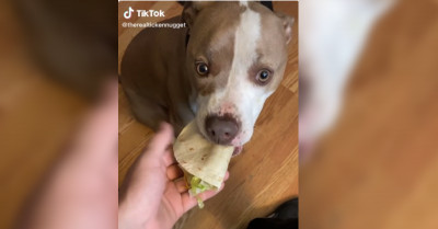 18 Of The Very Best TikTok Videos Of Adorable Pets That Will Make You Melt Into A Puddle