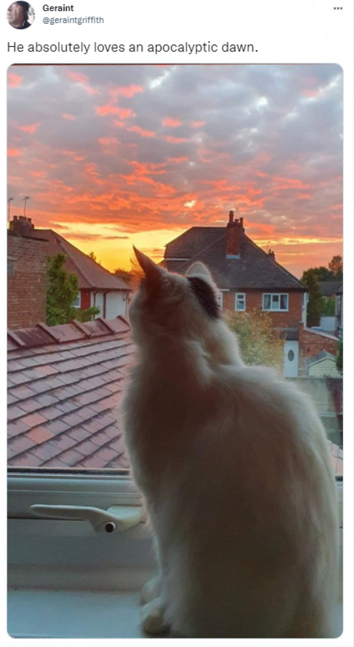 9. Cats and twilights were always a thing.