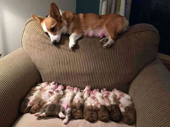 17. Corgi and her children are having some nap time