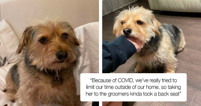 Dog Gets A Haircut At Home, And Her Reactions Are Adorable