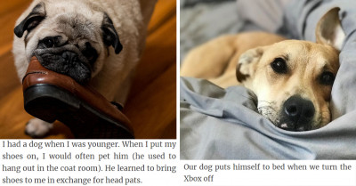 40+ Unusual Habits That Pet Owners Unintentionally Trained Their Pets To Do—and Now They Have To Deal With It Almost Every Single Day
