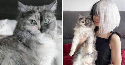 If Cruella De Vil Was A Cat, Then She Would Probably Look Like This