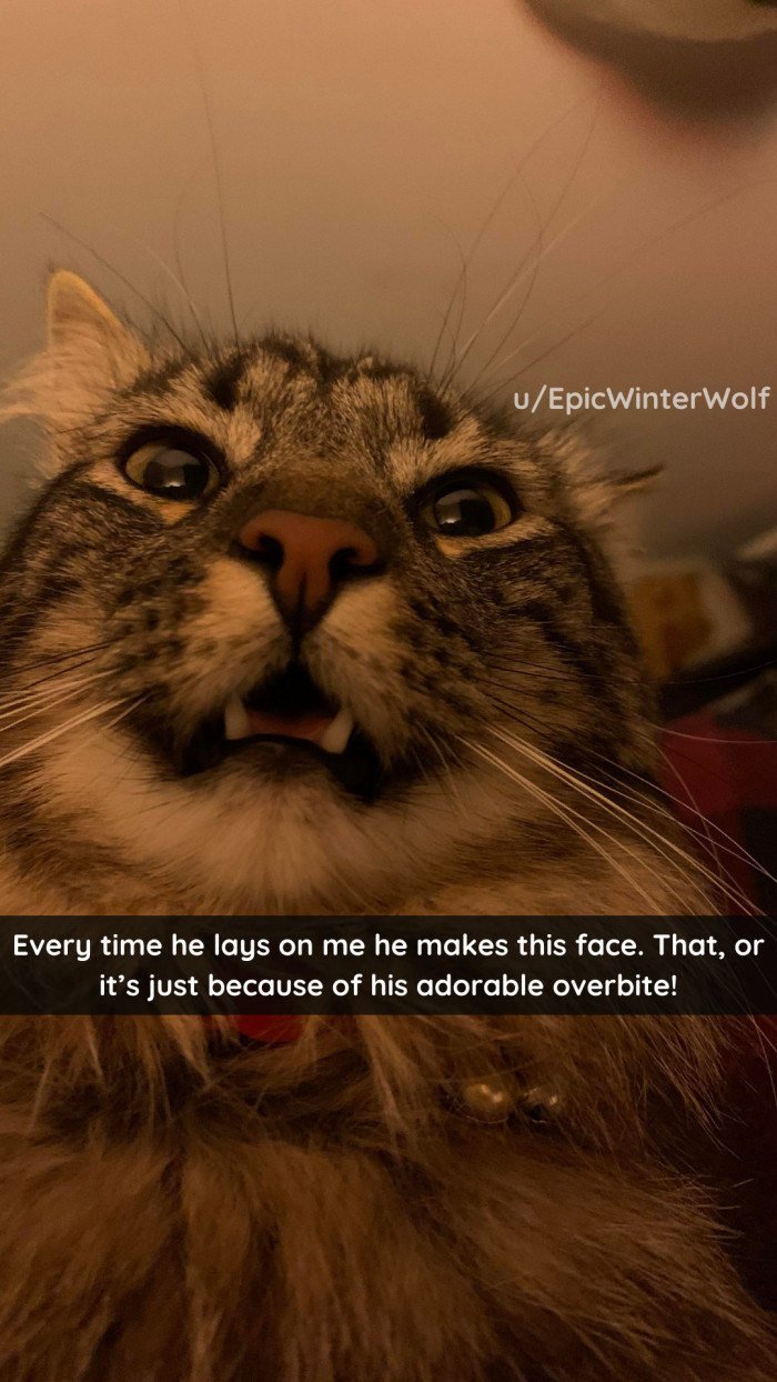 46. PLEASE, y'all, this is adorable.