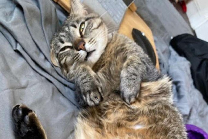 Multiple pets, chicken, Cannoli cat, and Luna cat, with Zeke nearby.