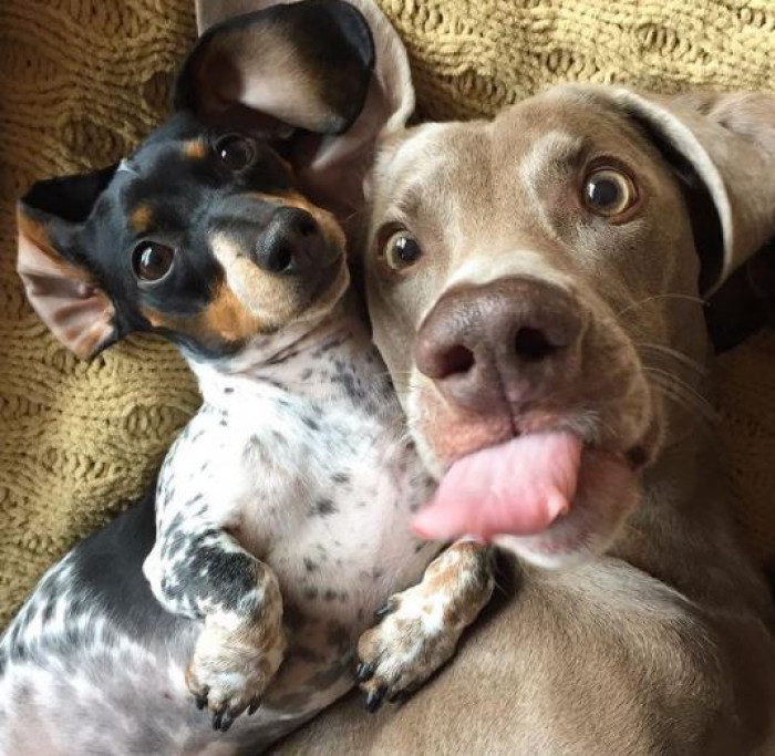 6. The classic tongue-out pose and an innocent look.