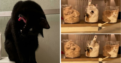 50 Times Cat Owners Turned To The Internet To Figure Out What The Heck Was Wrong With Their Cats