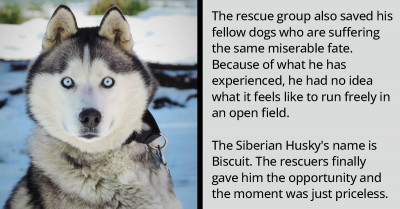 A Husky Is Finally Free After Being Chained His Entire Life