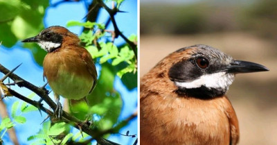 This Spunky Little Bird Has A Handlebar Mustache That Will Capture Your Heart