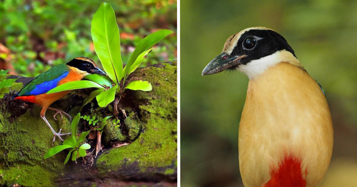 They're So Shy But They Don't Need To Announce Themselves, This Rainbow-Colored Bird Stands Out Every Single Time