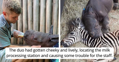 Abandoned, Young Zebra Finds A True Friend From A Baby Rhino In A Sanctuary And It's So Wholesome