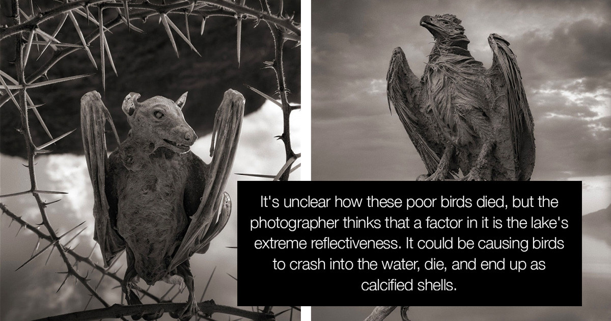 Deadly Lake In Africa Transforms Birds Into Salt Sculptures