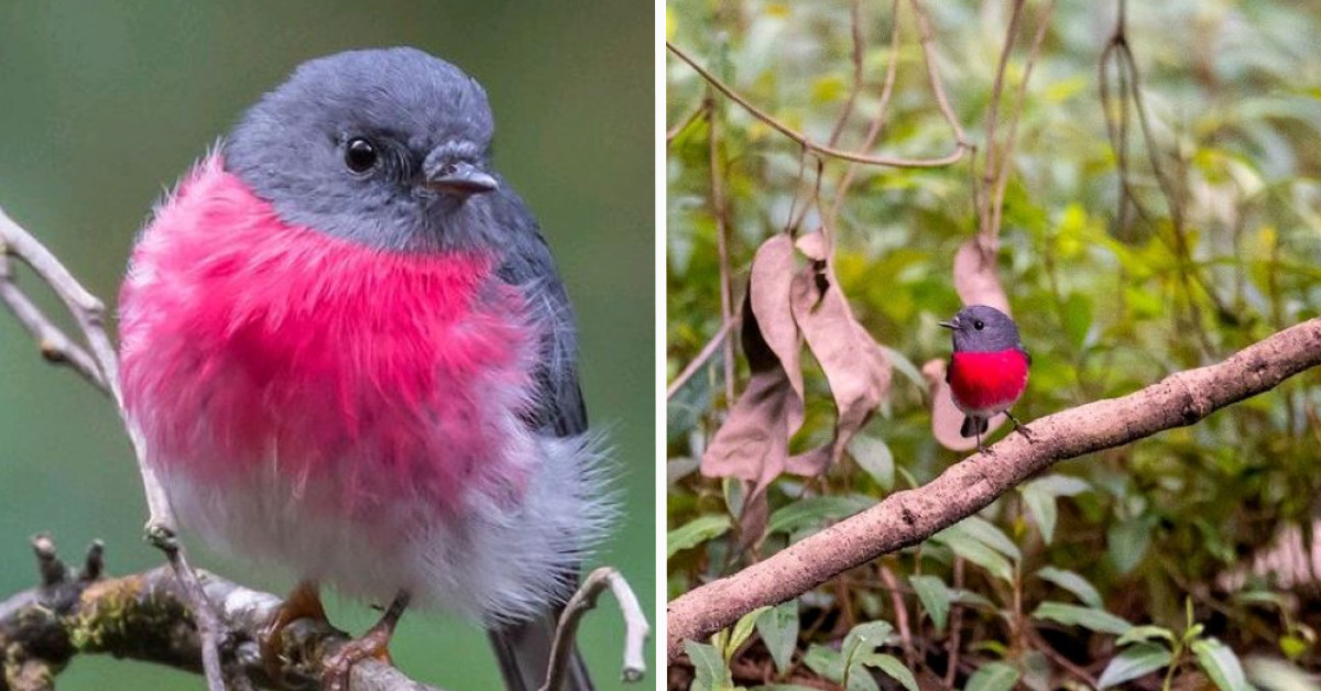 Check Out The Rose Robin – A Small Bird With A Big Heart