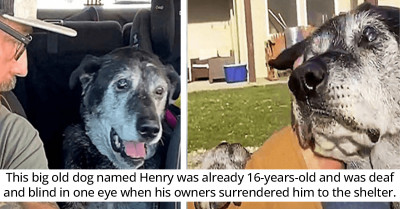 Dumped Senior Dog Finds New Hope In Life After Getting Adopted By A Caring Family