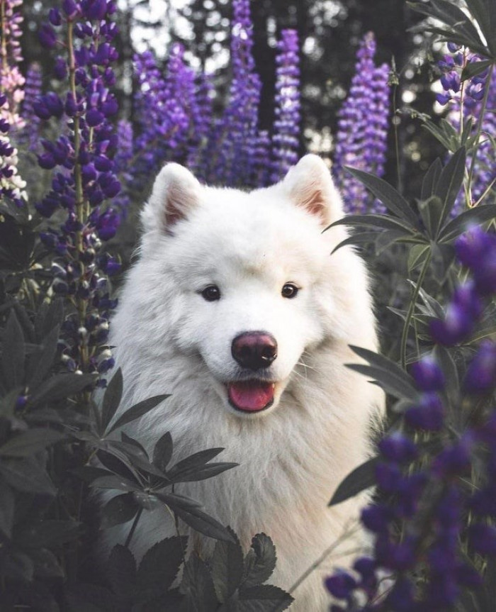 8. Name a better combo than this lavender and this beautiful doggie