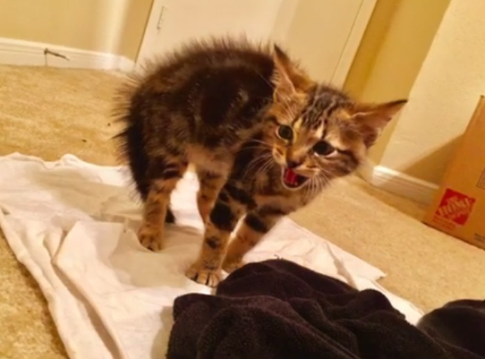 When he met his sister, the pug, he wasn't very happy, but five minutes later, everything changed.