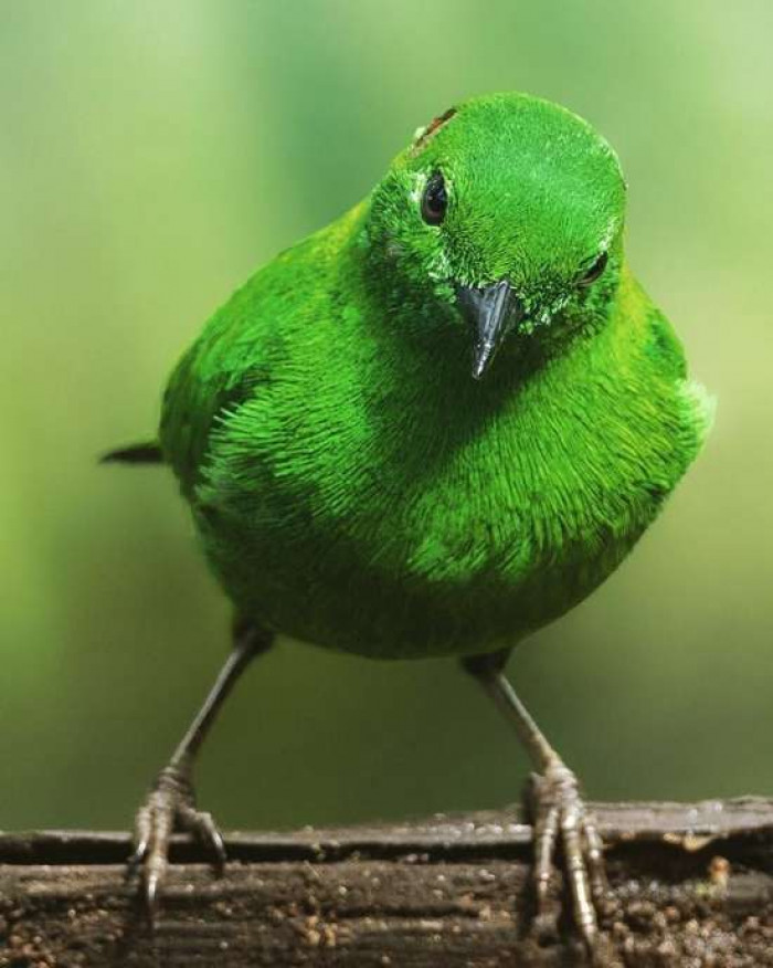 Meet the Glistening Green Tanager, a bird you would expect to blend in with nature because of its green color—but it is practically fluorescent.