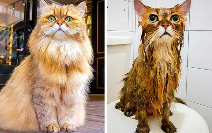 5. The kitten accidentally fell into the bathtub