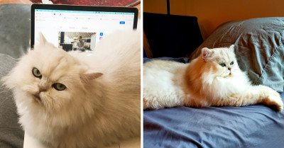 Rescuers Save Pasha The Cat After Her Previous Owners Declawed and Abandoned Her