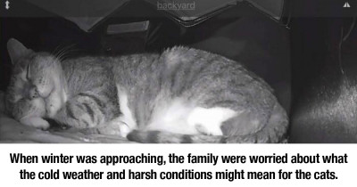 Cat Dad Built A Heated Cat House And Used A Night Vision Camera To Capture Adorable Images Of Stray Cats