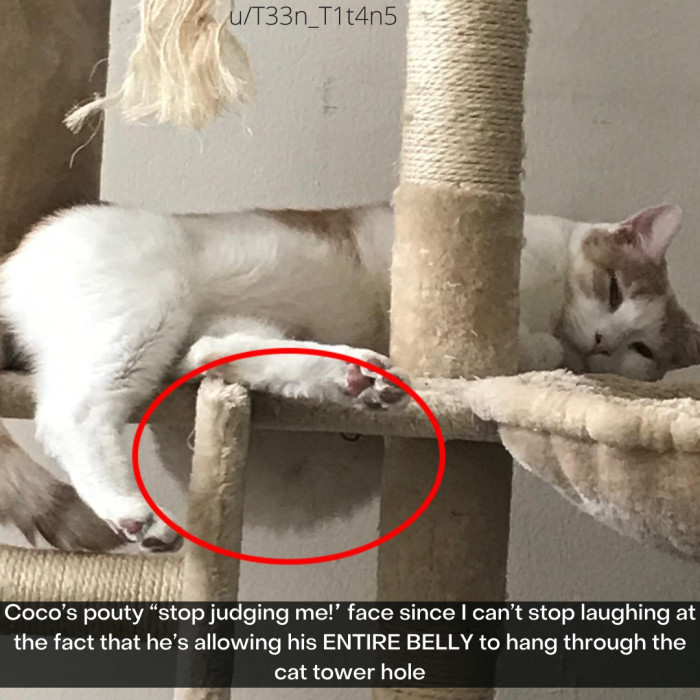 1. WHAT A BELLY