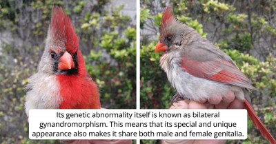 Meet The Real-Life Red Angry Bird That Is Half Male And Half Female