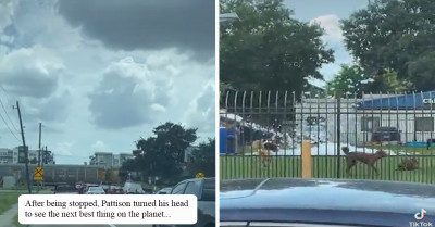 Guy Stuck Behind Train Turns His Head To See The Next Best Thing On The Planet