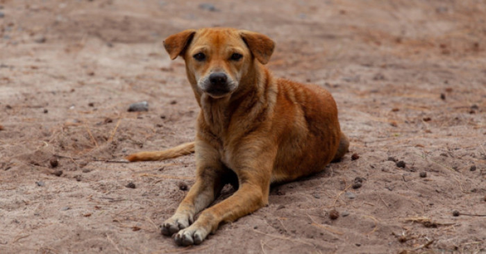 Jorge Knew the Dog Was Scared, So He Approached Carefully.