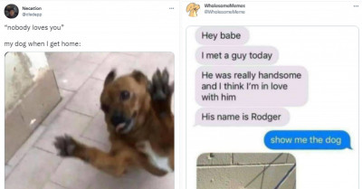 21 Funny Tweets Of Silly Cats And Dogs That Will Cheer You Up On A Gloomy Day