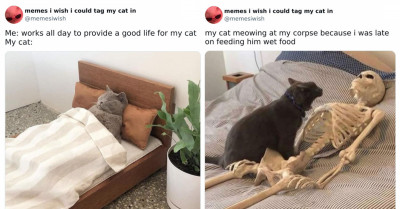 60 Of The Most Relatable Memes That Are Pawsitively Purrfect For Cat Lovers