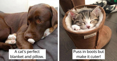 30 Of The Weirdest Sleeping Cats And Their Bizarre Sleeping Positions And Places