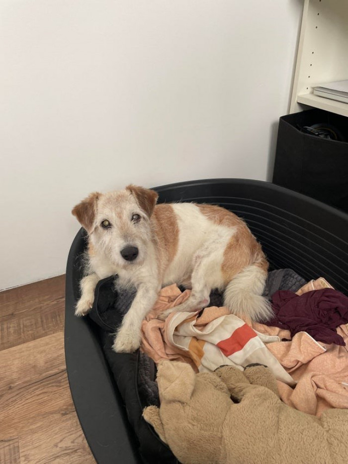 18. This cutie has been living with his owner for 18 years