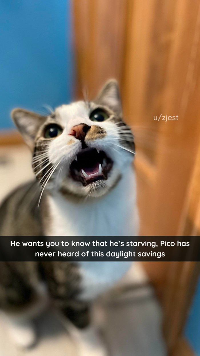 18. Poor Pico! A moment of silence, please, for Pico's suffering.