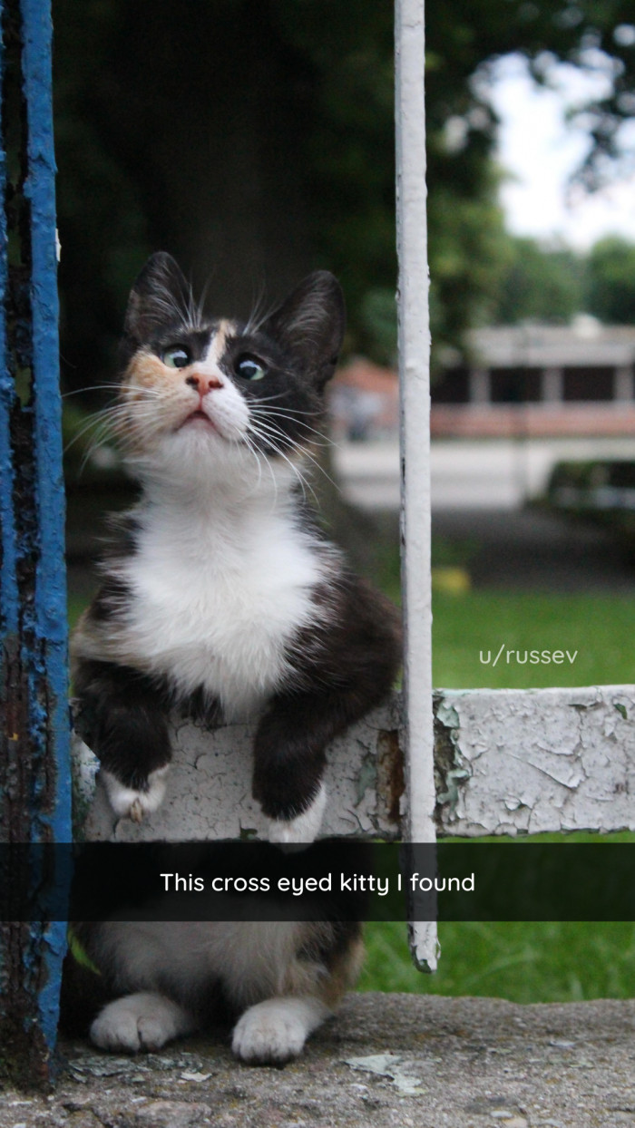 2. Not to be dramatic, but I would die for this cat.