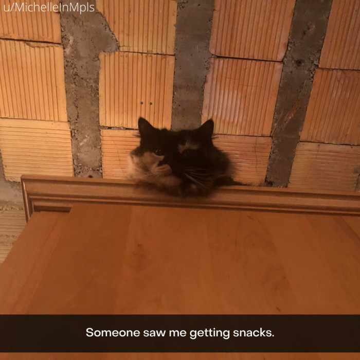 21. Nothing moves faster than a cat who knows it's snack time.