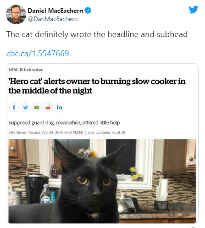 13. The headline and subheadline are allegedly written by the cat.