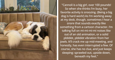 7 Animal Bloggers Have Shared The Most Hilarious Things Their Pets Have Done When They Weren’t Looking