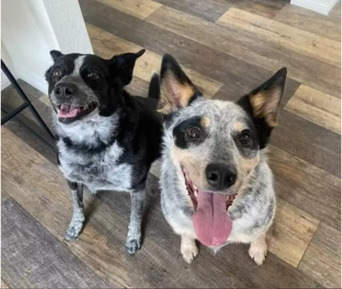 Presenting to you Leyla and Bear, two of the most creative doggos ever