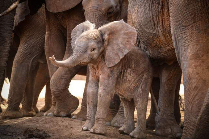 Meet Siku, Sunyei's daughter