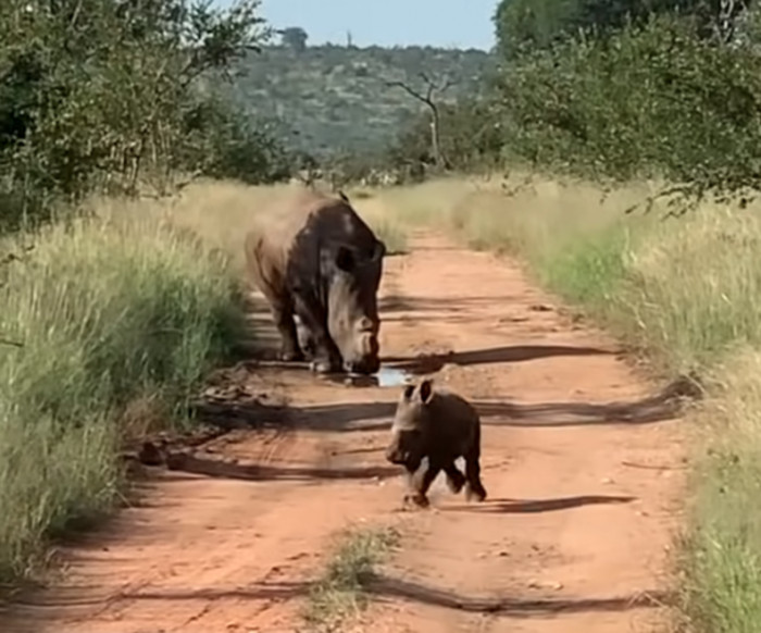 This tiny little rhino wanted to show off to a group of tourists how fearless and tough he is by heading towards them in a galloping manner.