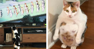 15 Cute and Crazy Pics That Prove Cats Must Be From Another Planet
