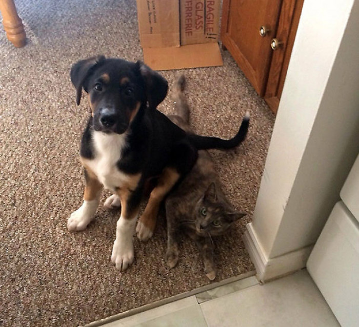 20. Just here, minding my business on top of my comfy cushion