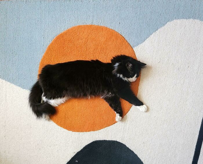 31. The perfect cat trap for a nap